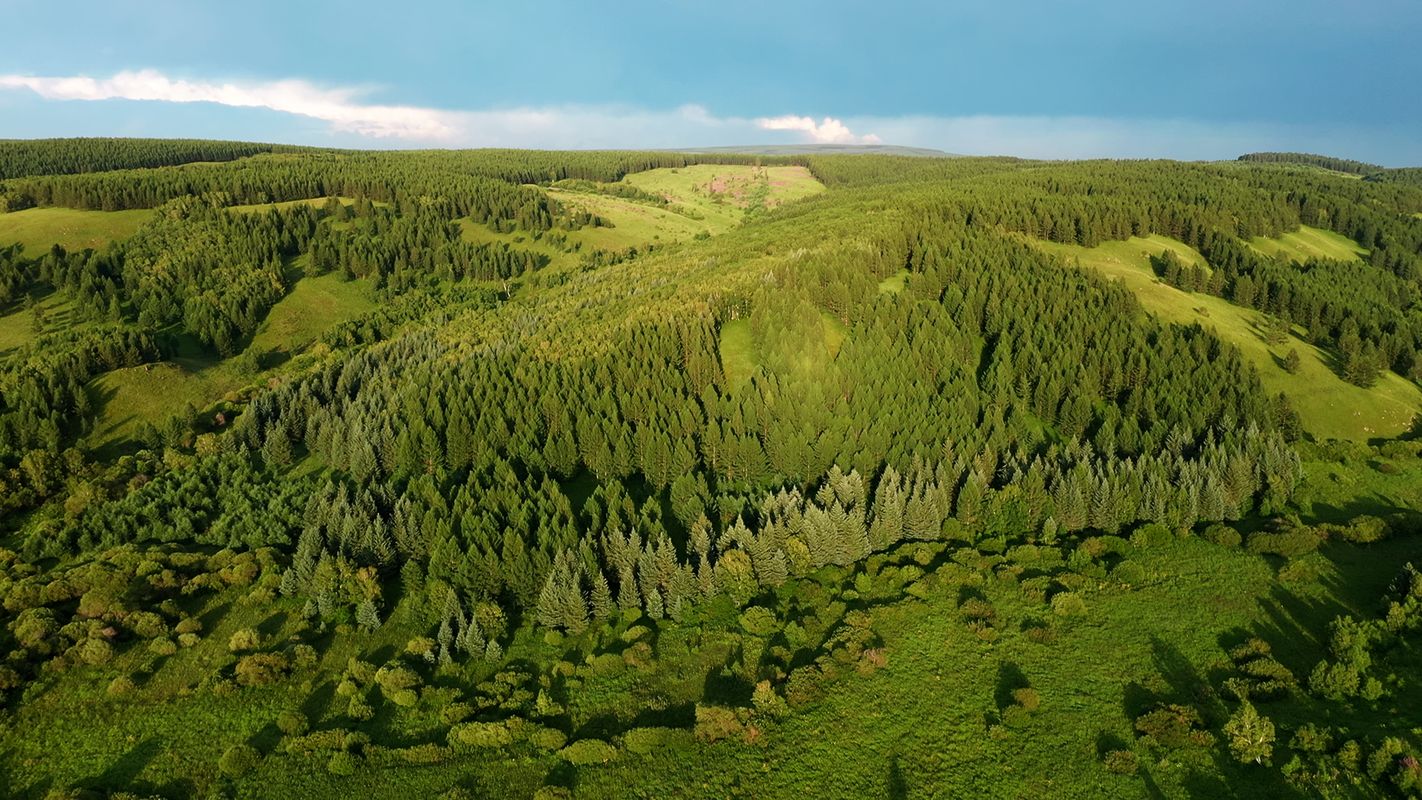 Green Musketeer | Chassé Cinema Breda