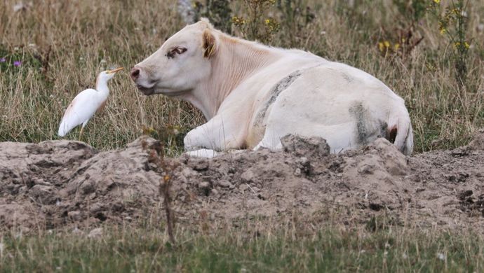 Prikkelarm filmbezoek: De Biesbosch, Natuur in Beweging | Chassé Cinema Breda