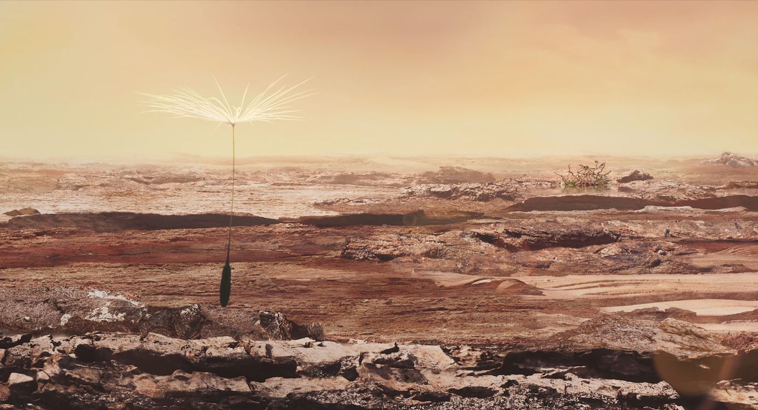 Dandelion's Odyssey | Chassé Cinema Breda