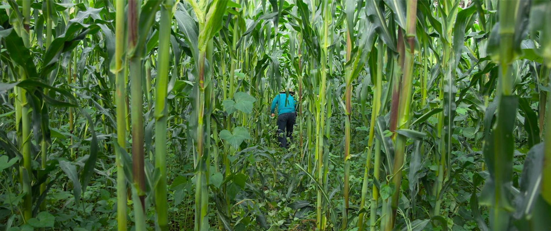 The Shipwrecked | Chassé Cinema Breda