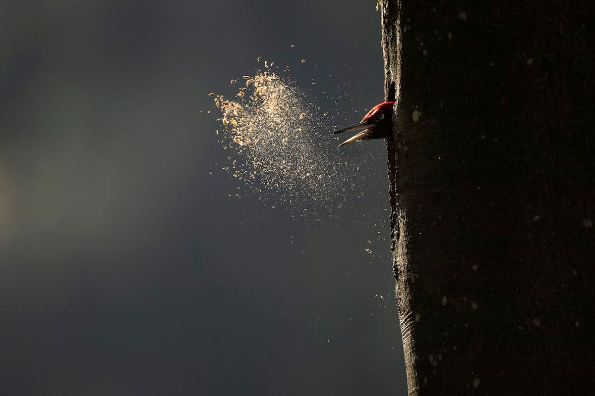 Whispers in the Woods | Chassé Cinema Breda