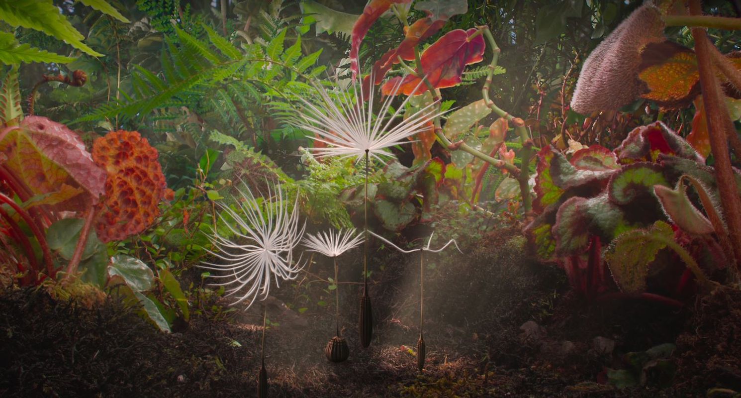 Dandelion's Odyssey | Chassé Cinema Breda