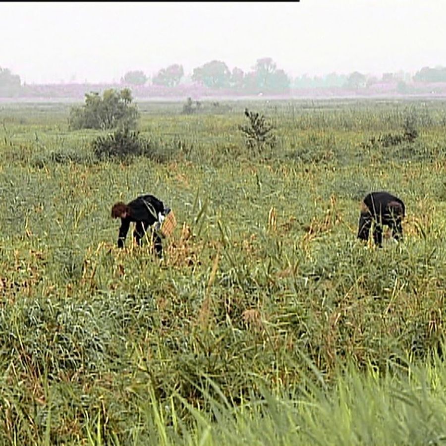 Les glaneurs et la glaneuse - Chassé Cinema