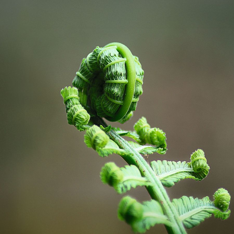 The King's Consort | Chassé Theater Breda