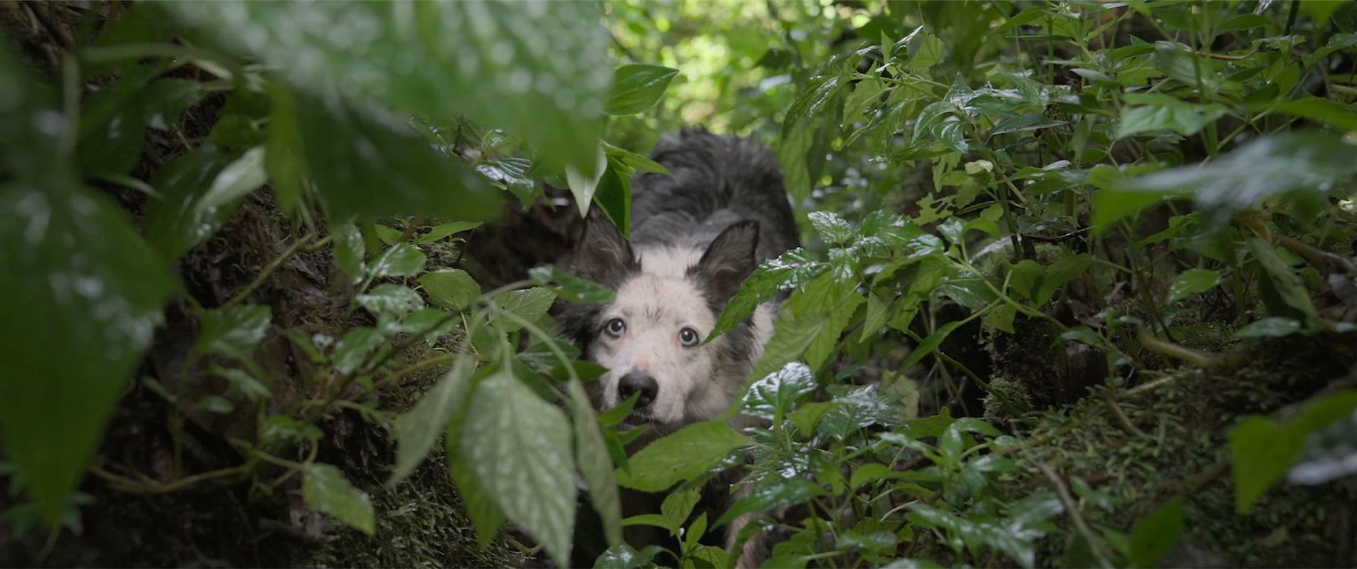 The Shipwrecked | Chassé Cinema Breda