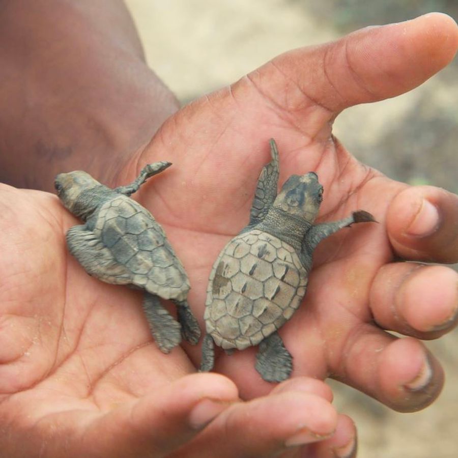The Coriolis Effect | Chassé Cinema Breda