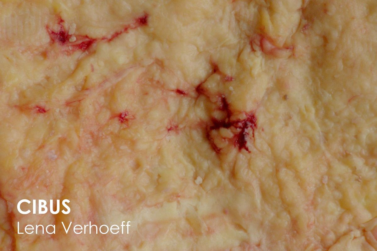 CIBUS - Lena Verhoeff