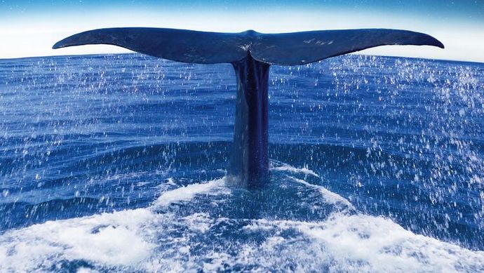 Prikkelarm filmbezoek: Whale Nation